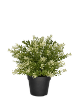 Artificial plant boxwood in pot 23 cm UV - Easyplants Artificial Plants & Flowers