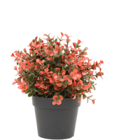 Artificial plant boxwood red in pot 19 cm UV - Easyplants Artificial Plants & Flowers