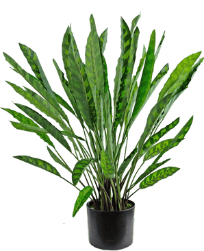 The Artificial Plant Calathea 60 cm is a tall artificial plant with many long, narrow green leaves with light and dark patterns, arranged in a simple black pot against a white background.