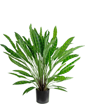 Artificial plant Calathea 85 cm - a lush green potted houseplant with long, slender upright leaves in a black pot, isolated on white.