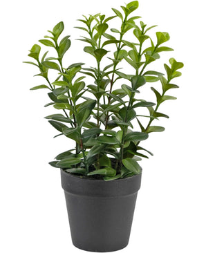 The Artificial Plant Chlorophytum 28 cm features multiple upright green stems with glossy, oval-shaped leaves in a simple black plastic pot, perfect to brighten up any space.