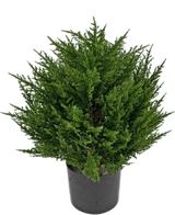 Artificial Plant Coniferuv 40 cm - Easyplants Artificial Plants & Flowers