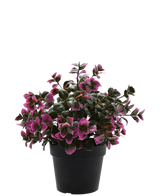Artificial plant eucalyptus purple in pot 22 cm UV - Easyplants Artificial Plants & Flowers