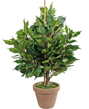 The Artificial Plant Ficus 60 cm in pot has wide green leaves and a central support, in a brown clay pot with artificial moss for a natural, lush look.