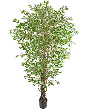 The Artificial Plant Hawaiian Ficus Liana 180 cm is a tall artificial tree with green and white colorful leaves in a black pot, against a plain white background.