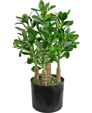 The Artificial Jade Plant 45 cm has thick, oval green leaves and sturdy stems in a black pot with moss covering the soil.