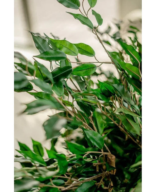 A close-up of vibrant green leaves and slender wooden tendrils of the Artificial Plant Ficus Liana 90 cm, illuminated by natural light with a defocused neutral background highlighting the lush artificial foliage.
