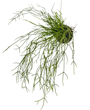 The Artificial hanging plant Grass on ball 48 cm has long, thin, green grass-like stems in a small clod of earth, against a white background.