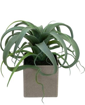 The Artificial Succulent Plant in pot 24 cm has green, curled, ribbon-like leaves that emerge from a square, light gray pot, against a white background.