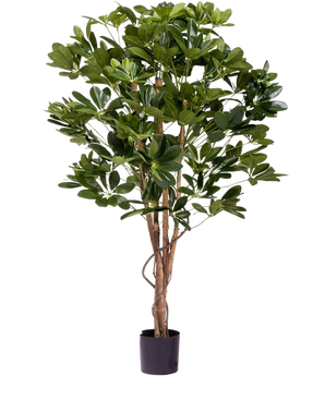 The Artificial Plant Schefflera 120 cm is a tall artificial plant with lush green leaves and multiple slender brown stems in a small black pot, perfect for decorating any space.
