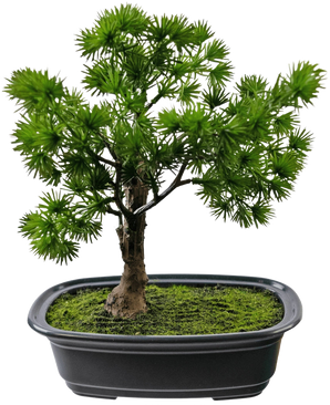 The Artificial Plant Bonsai Juniper 20 cm has dense, spiky green leaves in a rectangular black pot with moss, against a plain white background.