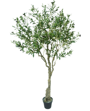 The Artificial Olive Tree 200 cm has a slender light brown trunk, numerous green leaves and small dark olives on the branches. This artificial olive tree looks lifelike against a white background.