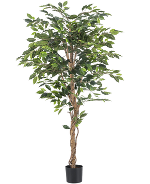 The Artificial Plant Ficus 180 cm fire retardant has twisted brown trunks and lush green leaves, in a small black planter against a white background - an elegant, maintenance-free plant for any interior.