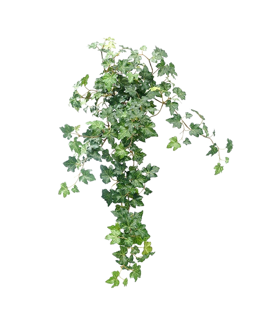 The Artificial Ivy Deluxe Green 60cm is a lush, artificial ivy plant with cascading green leaves against a plain white background.