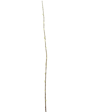 The Artificial Flower Salix willow 150 cm is a single slender branch with small buds along its length, against a plain white background.