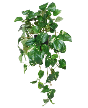 The Artificial Hanging Gold Vine in Pot 50cm UV features vibrant green, heart-shaped leaves and winding tendrils in a black pot, perfect for adding a vibrant accent to any space.