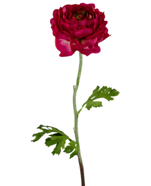 The Artificial Flower Ranunculus 51 cm dark pink is an artificial dark pink ranunculus with layered petals, a long green stem and deeply lobed green leaves, isolated on a white background.