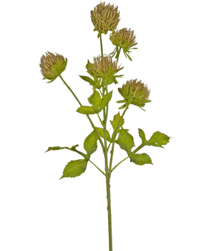 The Artificial Flower Thistle 66 cm brown has a green stem with several branching leaves and six brown, wispy flower heads against a plain white background.