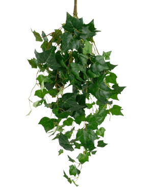 The Artificial Ivy Giant Leaves 100cm have lush green ivy leaves with pointed edges and winding tendrils, beautifully displayed against a plain white background.