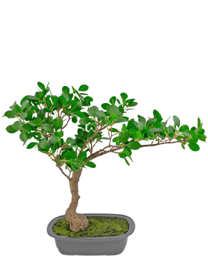 The Artificial Plant Bonsai Ficus 40 cm has a slender, curved trunk with dense green leaves in a shallow rectangular pot with moss on it, against a white background.