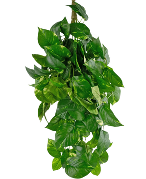 The Artificial Hanging Plant Golden Vine Deluxe 80 cm has vibrant green, heart-shaped leaves that fall down to form a lush image against a plain white background.