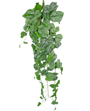 The Artificial hanging plant Scindapsus 90 cm is a hanging climbing plant with heart-shaped green leaves decorated with silver-white speckles, which fall down against a plain white background.
