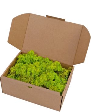 An open brown cardboard box with Reindeer Moss Spring Green 500 grams, containing a layer of bright green moss.