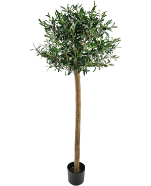 The Artificial olive tree UV 150 cm from Easyplants has a slender trunk, full green leaves and stands in a black pot against a white background. This UV-resistant artificial plant is perfect for any space.