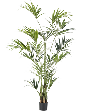 The Artificial Kentia Palm 220 cm has long, slender green leaves and multiple trunks, which add lush elegance to any room. Against a plain white background, this tall artificial palm tree brings tropical flair indoors.