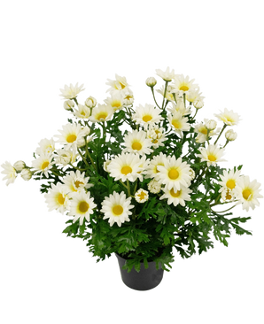 Artificial plant Daisy 31 cm