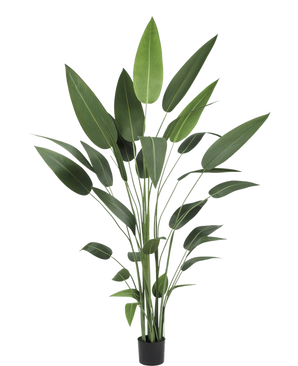 The Artificial Plant Heliconia 210 cm has long, slender green stems and large, pointed leaves in a black pot - ideal for bringing the beauty of large plants into any room.