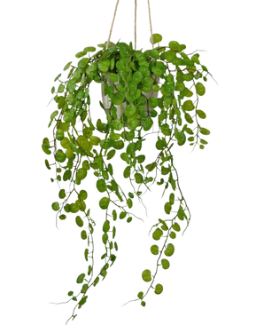 The Artificial hanging plant Succulent in a 43 cm cement pot has long, hanging green leaves with round shapes and is hung with rope against a white background.