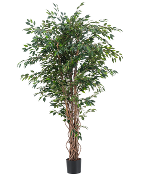 The Artificial Plant Ficus Liana 180 cm has slender, twisted brown trunks and abundant green leaves in a black pot, against a plain white background. Ideal for adding lush, stylish greenery to your interior with this realistic artificial plant.