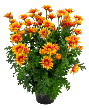The Artificial Plant Daisy UV 31 cm features vibrant orange and yellow daisy-like flowers with lush, deeply lobed green leaves, all in a pot arrangement isolated on a white background.