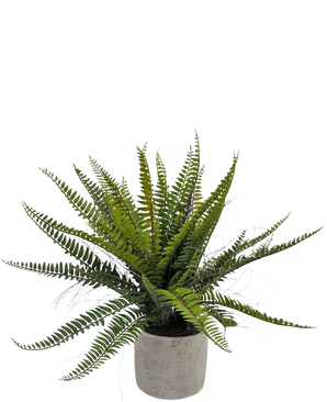 The Artificial Boston Fern 48 cm in decorative pot is a realistic green fern plant presented in a decorative concrete pot, against a white background.