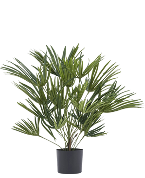 The Artificial Plant Baby Palm Fan in pot UV 50 cm has long, slender green leaves in a stylish pot - ideal to add an elegant touch to your interior or to combine with decorative pots for extra flair.