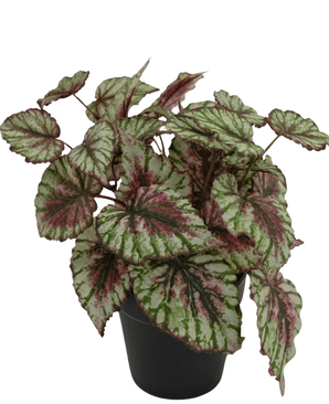 The Artificial Begonia plant in a 25cm pot has large, structured leaves in green, white and pink. Presented in a small black pot against a plain white background.