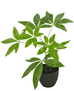 The Artificial Pachira 30 cm is an artificial money tree in a pot with multiple trunks and glossy green leaves in a black pot, against a plain white background.