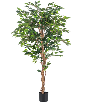 The Artificial Plant Ficus Green 180 cm has lush green leaves and a twisted brown stem in a simple black pot, against a white background - ideal for combining with stylish decorative pots.