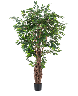 The Artificial Plant Ficus Tropical Liana 180 cm has dense green leaves and multiple intertwined brown stems in a small black pot, making it a striking accent for any room against a plain white background.