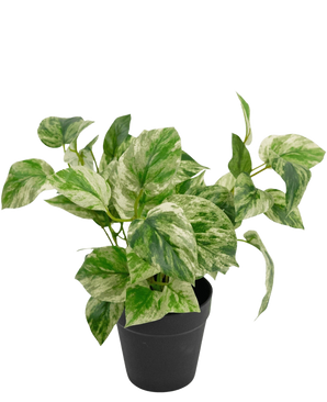 The Artificial Plant Golden Vine in Pot 25cm has green and white variegated leaves in a simple black pot, against a plain white background.