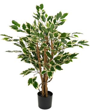 Artificial plant Ficus Green/white 90 cm with brown trunks and green leaves with white edges, shown against a plain white background.