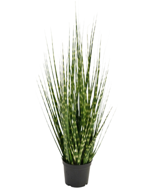 The Artificial Grass Zebra onion grass branch is a 56 cm fire-retardant artificial plant with long, narrow green leaves and light green stripes, which stands upright in a small black pot against a white background.