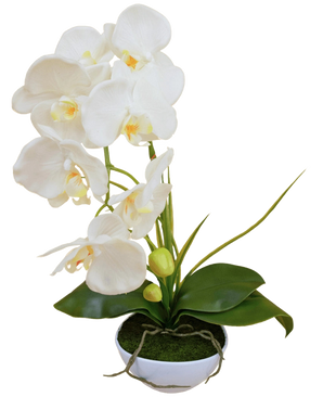 The Artificial Orchid 50 cm white in pot has several white flowers and green leaves, in a white pot filled with moss against a plain background.