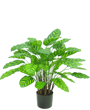 The Artificial Plant Calathea Makoyana UV 75 cm red is an artificial plant in a pot with many broad, vibrant green leaves with light green stripes, closely spaced on several stems in a small black pot against a white background.
