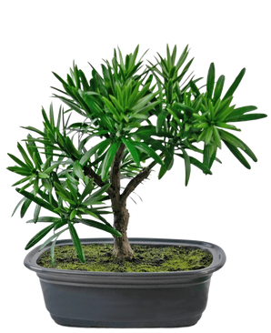 The Artificial Plant Bonsai Podocarpus 20 cm has dense green leaves and a slender trunk in a shallow oval black pot with moss soil, against a white background.