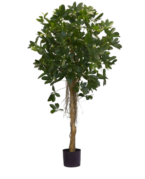 The Artificial Plant Schefflera small leaves 150 cm has a high twisted trunk and dense bunches of dark green leaves against a plain white background. Ideal to add a fresh touch to your interior or to display in stylish decorative pots.