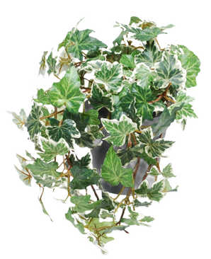 The Artificial Ivy Deluxe green-white in pot 22 cm UV has green and white variegated English ivy that cascades over a gray pot against a white background.