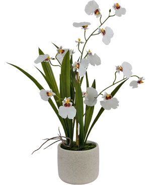 The Artificial Oncidium Real Touch 48 cm white has lifelike white orchids with green leaves, beautifully arranged in a simple, round, light-colored ceramic pot.