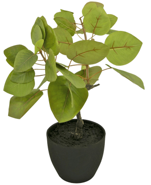 The Artificial Tropica Ficus 12 cm has large, oval green leaves with visible veins, planted in dark soil in a simple black pot, against a plain white background.